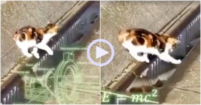 Video: Rãnh nước nhỏ khiến mèo đau đầu tính toán cách đi qua