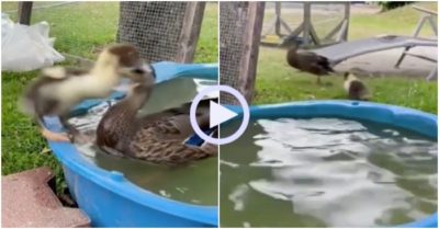 Video: Ngan con ‘hổ báo’ rượt đuổi vịt chạy té khói