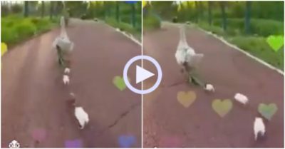 Video: Đàn chuột lẽo đẽo theo ‘mẹ vịt’ đi kiếm ăn
