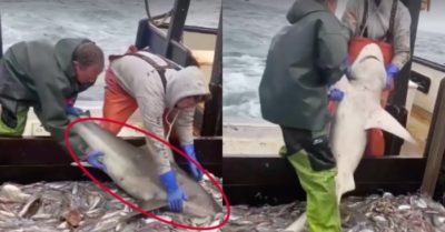 Video: Cá mập mắc lưới vẫn cố cướp cá ngư dân