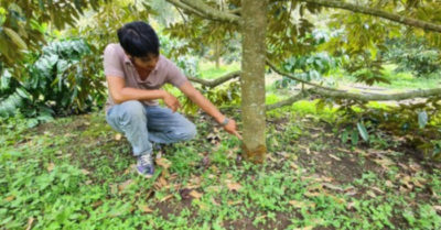 Đi dự lễ hội sầu riêng về thấy vườn sầu riêng bị chặt