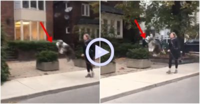 Clip: Chó yêu đời nhảy chân sáo khi được chủ dẫn đi chơi