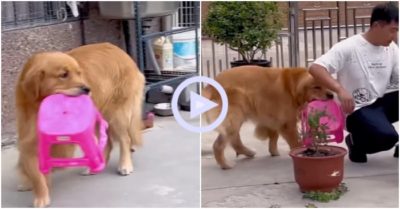 Clip: Chó cưng vội vàng lấy ghế mời khách ngồi