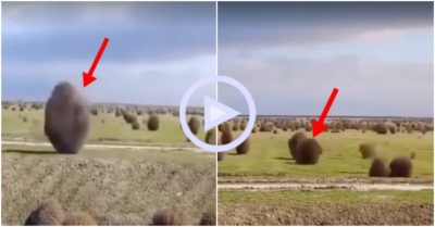 Clip: Hàng trăm bụi cỏ ‘chạy đua’ trên đồng