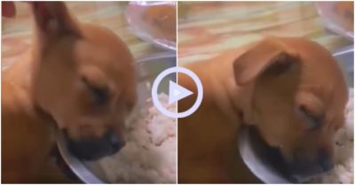 Clip: Cún cưng gục mặt vào tô ngủ ngon lành