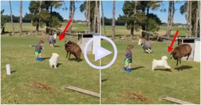 Clip: Cún cưng lao vào “chiến” với cừu để bảo vệ cậu chủ