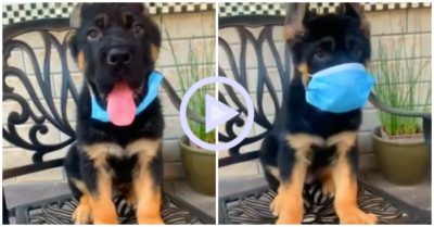 Clip: Cún hoảng loạn đeo khẩu trang sau cú ‘hắt hơi” của chủ