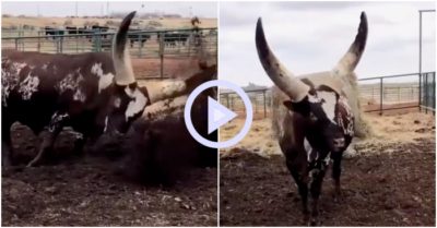 Clip: Bò dùng cặp sừng cày đất