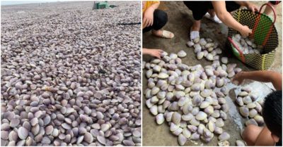 Sau bão, hàng trăm tấn ngao giấy dạt vào bờ biển Nam Định