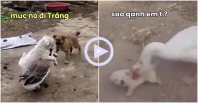 Clip: Gia đình chó và ngỗng thách đấu