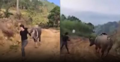 Video: Trâu nhảy chân sáo đùa giỡn cùng chủ