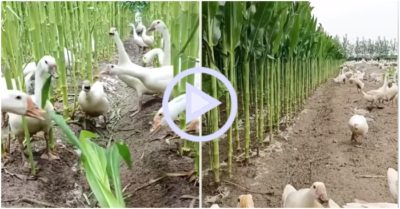 Clip: Đàn vịt giúp bác nông dân tỉa lá ngô