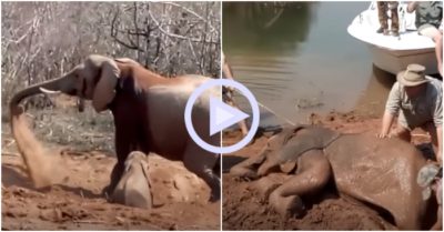 Clip: Voi mẹ gào khóc khi thấy con mắc kẹt trong bùn