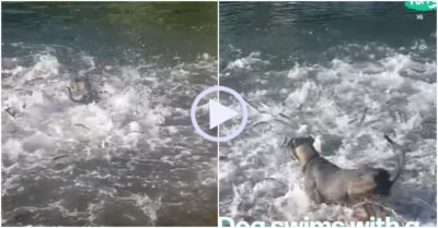 Video: Chó cưng chơi đuổi bắt cùng đàn cá
