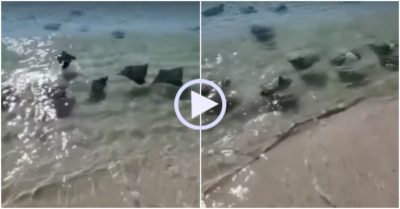 Video: Màn drift chuyên nghiệp của đàn cá đuối