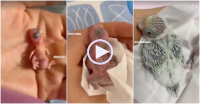 Video: Hành trình hồi sinh kỳ diệu của chim non yếu ớt