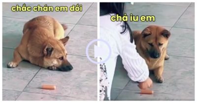 Video: Giận dỗi ra mặt chó cưng chê luôn xúc xích