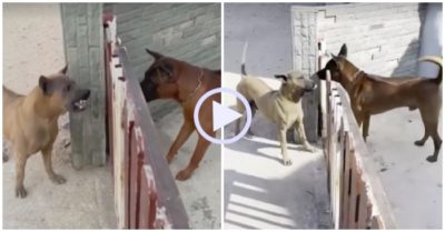 Video: Chó vênh mặt gầm gừ qua khe cửa, cổng mở ra lại vẫy đuôi đứng nhìn