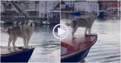 Video: Đi ngang qua bến cảng, chú chó cất tiếng hát tìm bạn