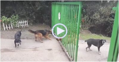 Video: ‘Hỏi thăm’ nhau rộn ràng qua khe cửa, đàn chó chạy hết khi cánh cổng mở toang