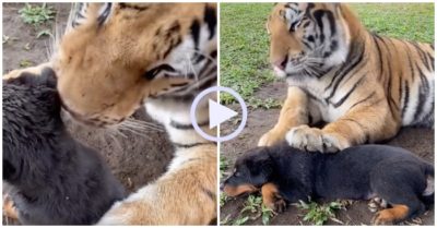 Video: Hổ tận tình chăm sóc cún con