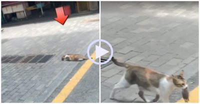 Video: Mèo nằm bẹp xuống đất, lao vào vồ chuột trên nắp cống