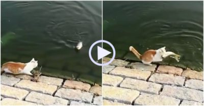 Video: Cần thủ ngơ ngác vì bị mèo cướp mất cá