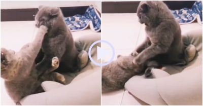 Video: Hai chú mèo tranh nhau giành đệm
