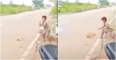 Video: Mèo sang chấn tâm lý vì bị ném vào lề đường