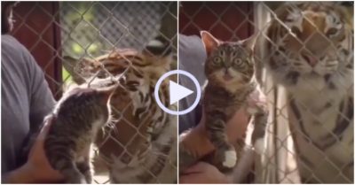 Video: Thấy con vật to lớn có nét giống mình, mèo tròn mắt ngạc nhiên