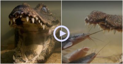Clip: Cá sấu nín thở, nằm bất động dụ con mồi vào miệng
