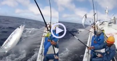 Clip: Cần thủ câu cá ngừ siêu tốc mà không cần mồi