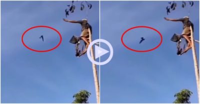 Clip: Người đàn ông ngồi vắt vẻo trên cột cao, trổ tài “câu” chim trời