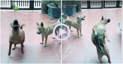 Clip: Gâu đần ngã sõng soài khi chơi trò bắt bóng