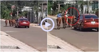 Clip: Nông dân thời hiện đại lái xế hộp đi chăn bò