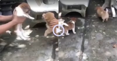 Video: Hai cún con hổ báo đấu ‘võ mồm’ khi được chủ bế