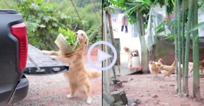 Clip: Chú chó đảm đang giúp chủ làm việc nhà