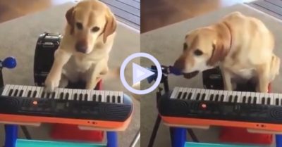Clip: Chú chó chơi nhạc cụ điêu luyện