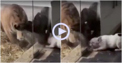 Clip: Chó thách đấu với hổ qua tấm kính cường lực