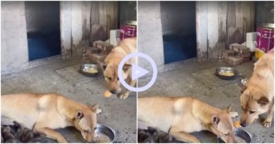 Clip: Chó nhường phần ăn cho bạn