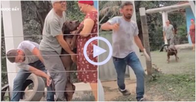 Clip: Bác sĩ thú y chạy té khói sau khi tiêm thuốc cho chó pitbull