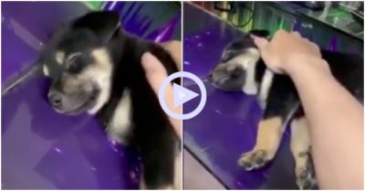 Clip: Thâu đêm ở quán game cùng cậu chủ, cún con kiệt sức ngủ say
