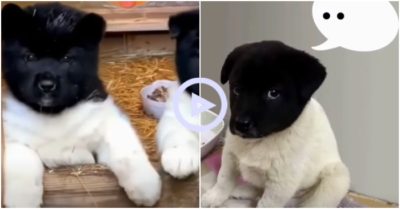 Clip: Những chú cún phiên bản “mực in lỗi”