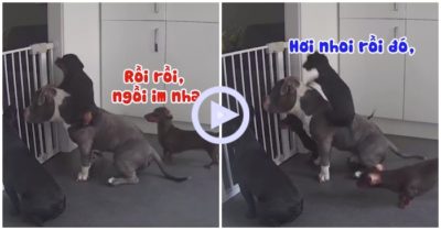 Clip: Đàn chó hợp sức đưa cún đen tẩu thoát