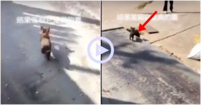 Clip: Trốn chủ sang nhà bạn, cún nâu liên tục bị “lọt ổ gà”