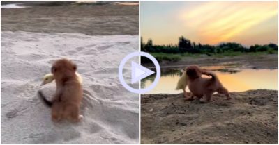 Clip: Cún nâu “bế” vịt xuống ao