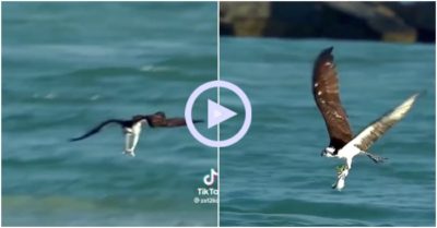 Clip: Đại bàng bổ nhào xuống biển bắt cá