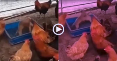 Video: Đàn gà chăm chú xem hai cún con vật nhau