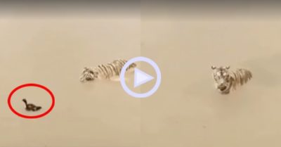 Clip: Hổ hoá ngốc khi săn vịt dưới nước