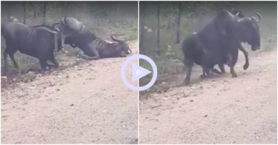 Clip: Giả chết bất thành, linh dương bật dậy bỏ chạy để tránh đối thủ